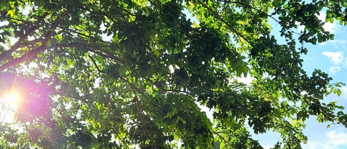 7th bus stop childrens park