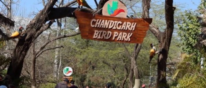 chandigarh bird park