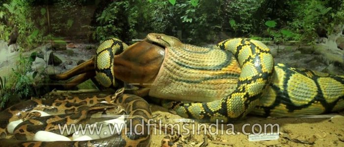 chennai snake park 1