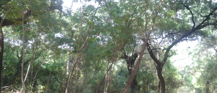 jahanpanah city forest