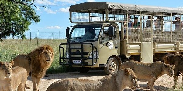 lions safari park 1