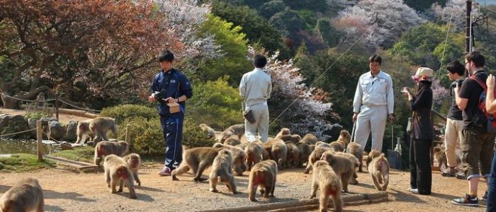 monkey park