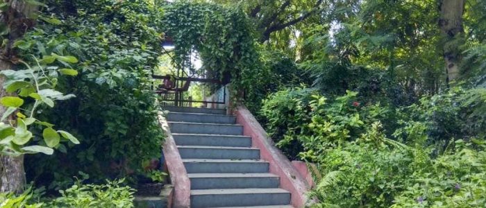 one tree hill garden 2