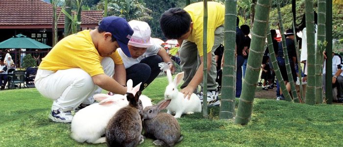 Rabbit Park 1 rabbit park