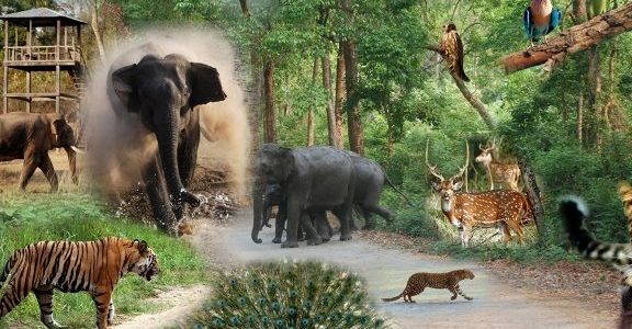 rajaji tiger reserve