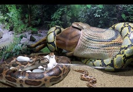 snake park 1
