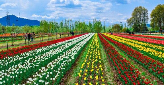tulip garden srinagar